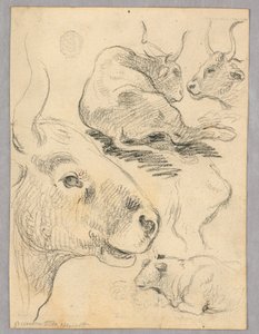 Dibujo: Bocetos de vacas de Unknown artist