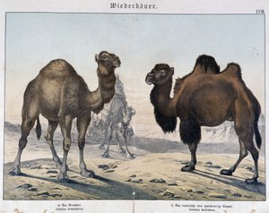 Dromedario y camello - en “Historias naturales de mamíferos”, ed. Schreiber, Múnich