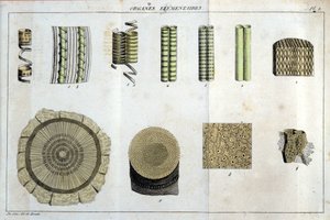 Órganos elementales: en “Flora Francoise, o una breve descripción de todas las plantas que crecen naturalmente en Francia, dispuestas según un nuevo método de análisis al que adjuntamos la cita de sus virtudes menos equívocas en medicina y su utilidad de Unknown artist