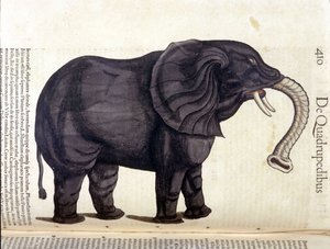 Elefante de Historia Animalium por Conrad Gesner, Tiguri 1560. Biblioteca Nacional Braidense. Milán