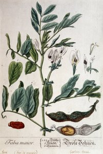 Faba Major (haba de pantano) - lámina botánica de Unknown artist