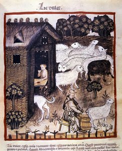 Trabajo agrícola: ordeño de ovejas para producir leche y queso. Iluminación del libro de medicina y dietética “Tacuinum sanitatis” de Unknown artist