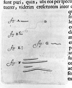 Primera representación de bacterias. Descripción por el comerciante y científico holandés Antoine van Leeuwenhoek (1632-1723) después de un estudio de bacterias en su boca. Grabado de 