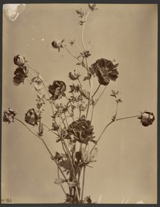 [Estudio floral] de Unknown artist