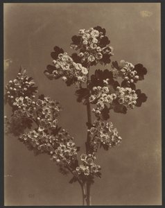 [Estudio floral con varios ramos de flores] de Unknown artist