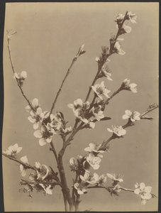 [Estudio floral con pequeñas flores blancas] de Unknown artist