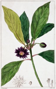 Florida Badiane - lámina botánica de Unknown artist