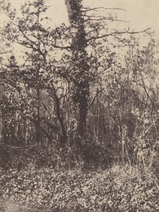 [Paisaje forestal] / [Taillis] de Unknown artist