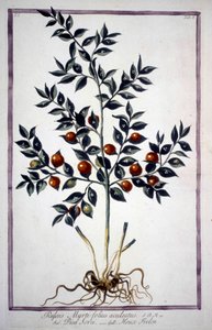 Fragon Acebo Falso o Acebo Pequeño (Ruscus) en un herbario del siglo XIX. de Unknown artist