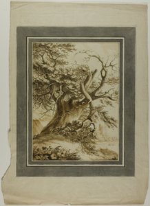 Roble gigante de Unknown artist
