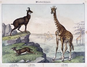 Jirafa, gamuza y gacela - en "Historias naturales de los mamíferos", ed. Schreiber de Unknown artist