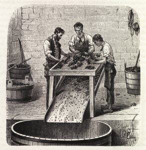 Clasificación de las uvas en una rejilla durante el proceso de elaboración del vino de calidad superior de Borgoña. Grabado de finales del siglo XIX de Unknown artist