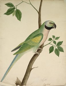 Green Parrot de Unknown artist