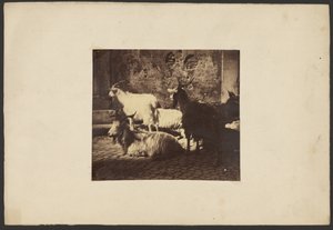 [Grupo de cabras] de Unknown artist
