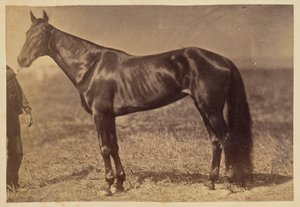 [Caballo en un campo] de Unknown artist