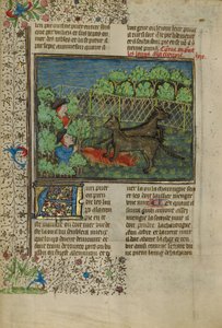 Los cazadores atraen a los lobos con carroña