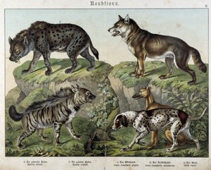 Hienas y perros - en "Histoires Naturelles des Mammals", ed. Schreiber de Unknown artist