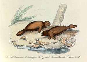 Ilustración del libro "Obras Completas de Buffon": Les Quadrupedes (grabado) de Unknown artist