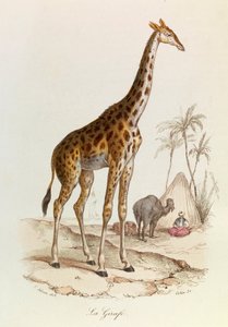Ilustración del libro "Obras Completas de Buffon": Les Quadrupedes: La jirafa (grabado)