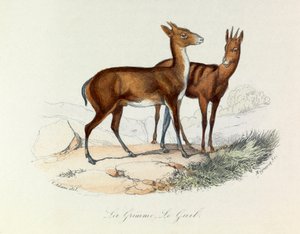 Ilustración del libro "Obras Completas de Buffon": Les Quadrupedes: La grimme et le guib (grabado) de Unknown artist