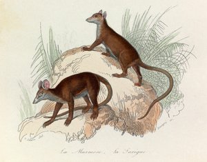 Ilustración del libro "Obras Completas de Buffon": Les Quadrupedes: La marmot et la sarigue (grabado) de Unknown artist