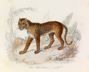 Ilustración del libro "Obras Completas de Buffon": Les Quadrupedes: La panthere (grabado) de Unknown artist