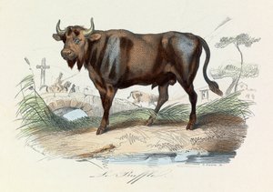 Ilustración del libro "Obras Completas de Buffon": Les Quadrupedes: Le buffalo (grabado) de Unknown artist