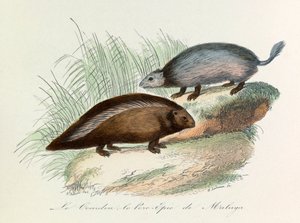 Ilustración del libro "Obras Completas de Buffon": Les Quadrupedes: Le coendou et le pork epic de Malaga (grabado) de Unknown artist