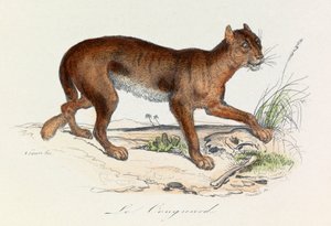 Ilustración del libro "Obras Completas de Buffon": Les Quadrupedes: Le couguar (grabado) de Unknown artist