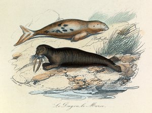 Ilustración del libro "Obras Completas de Buffon": Les Quadrupedes: Le dugon et le walrus (grabado) de Unknown artist