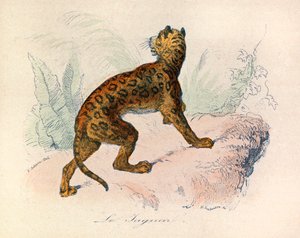 Ilustración del libro "Obras Completas de Buffon": Les Quadrupedes: Le jaguar (grabado) de Unknown artist