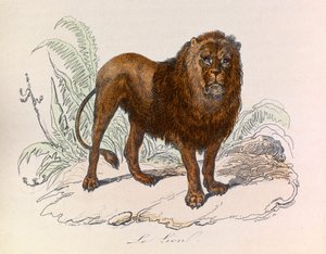 Ilustración del libro "Obras Completas de Buffon": Les Quadrupedes: Le lion (grabado)
