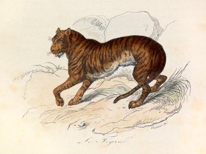 Ilustración del libro "Obras Completas de Buffon": Les Quadrupedes: Le tigre (grabado) de Unknown artist