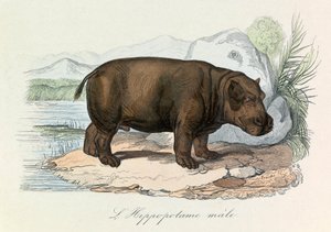 Ilustración del libro "Obras Completas de Buffon": Les Quadrupedes: El hipopótamo (grabado) de Unknown artist