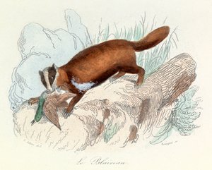 Ilustración del libro "Obras completas de Buffon": Les animaux: Le badger (grabado) de Unknown artist