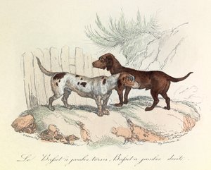 Ilustración del libro "Obras completas de Buffon": Les animaux: Le basset a torso legs et le basset a straight legs (grabado) de Unknown artist