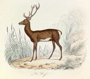 Ilustración del libro "Obras completas de Buffon": Les animaux: Le cerf (grabado) de Unknown artist