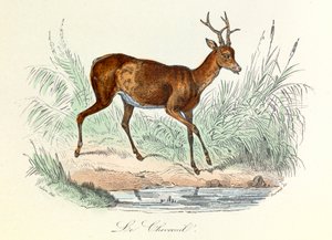 Ilustración del libro "Obras completas de Buffon": Les animaux: Le deer (grabado) de Unknown artist