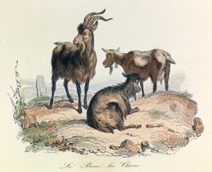 Ilustración del libro "Obras completas de Buffon": Les animaux: Le goat et les goats (grabado) de Unknown artist