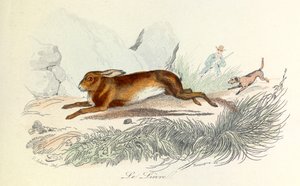 Ilustración del libro "Obras completas de Buffon": Les animaux: Le hare (grabado)