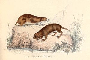 Ilustración del libro "Obras completas de Buffon": Les animaux: Le leming et le scherman (grabado) de Unknown artist