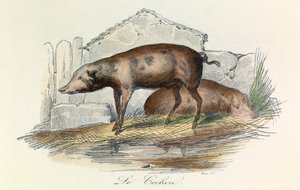 Ilustración del libro "Obras completas de Buffon": Les animaux: Le pichon (grabado) de Unknown artist