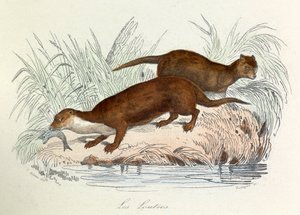 Ilustración del libro "Obras completas de Buffon": Les animaux: Les ottres (grabado) de Unknown artist