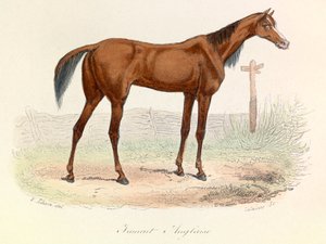 Ilustración del libro "Obras completas de Buffon": Les animaux: Mare Anglaise (grabado)