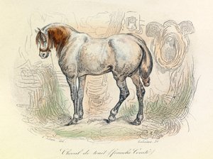 Ilustración del caballo Franc Comtois, clasificado por Linneene y Cuvier (grabado)