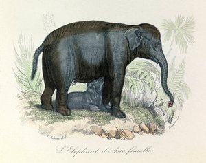 Ilustración de un elefante asiático hembra del libro de Buffon, clasificado por Linneo y Cuvier (grabado) de Unknown artist