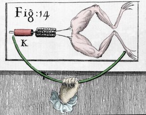 Ilustración de experimentos de Luigi Galvani, físico y médico italiano (1737 - 1798) explicando el paso de la corriente eléctrica moviendo las patas de una rana. de Unknown artist