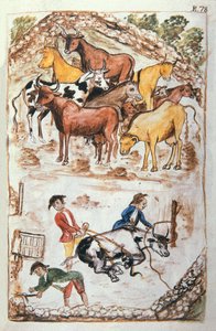 Guardianes indios de vacas, del libro "Trujillo del Perú" o "Códice Martínez Compañón", por Baltazar Martínez Compañón y Bujanda, obispo de Trujillo (1782-1785)