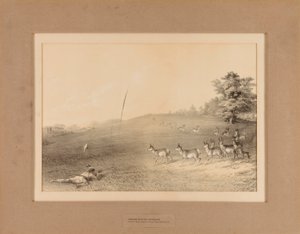 Indios cazando antílopes--no. 20 de Unknown artist