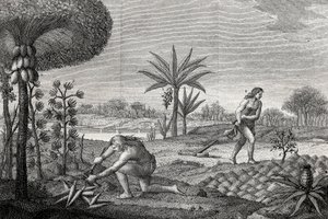 Indígenas trabajando la tierra en la cuenca del Orinoco de Colombia. Grabado 1780 de Unknown artist